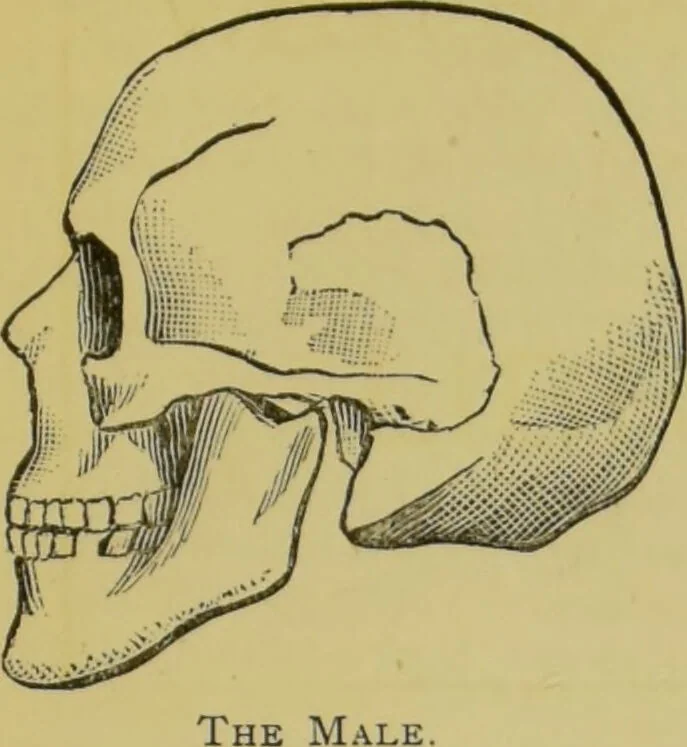 An illustration from The modern self-instructor in phrenology, physiology & physiognomy, or, The people's hand-book of human nature : containing a view of the moral and theological bearing of the science of phrenology / by Gustavus Cohen., 1889, leaf 35