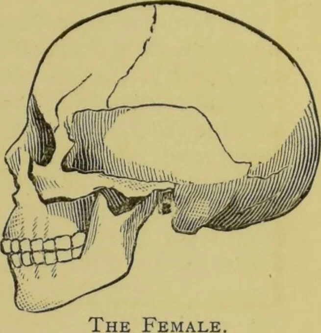 An illustration from The modern self-instructor in phrenology, physiology & physiognomy, or, The people's hand-book of human nature : containing a view of the moral and theological bearing of the science of phrenology / by Gustavus Cohen., 1889, leaf 35