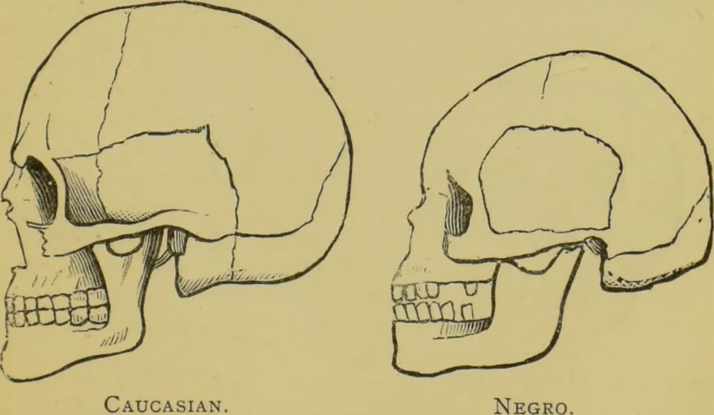 An illustration from The modern self-instructor in phrenology, physiology & physiognomy, or, The people's hand-book of human nature : containing a view of the moral and theological bearing of the science of phrenology / by Gustavus Cohen., 1889, leaf 35