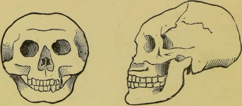 An illustration from The modern self-instructor in phrenology, physiology & physiognomy, or, The people's hand-book of human nature : containing a view of the moral and theological bearing of the science of phrenology / by Gustavus Cohen., 1889, leaf 36