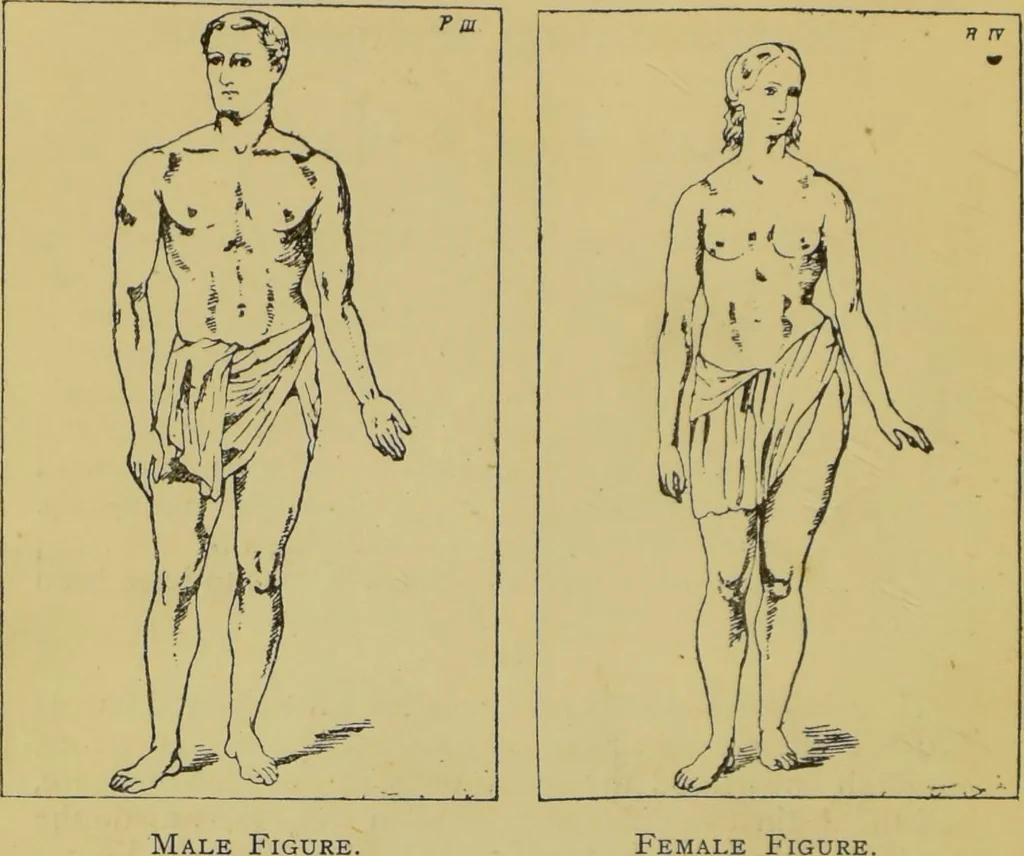 An illustration from The modern self-instructor in phrenology, physiology & physiognomy, or, The people's hand-book of human nature : containing a view of the moral and theological bearing of the science of phrenology / by Gustavus Cohen., 1889, leaf 46
