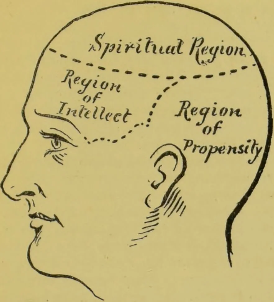 An illustration from The modern self-instructor in phrenology, physiology & physiognomy, or, The people's hand-book of human nature : containing a view of the moral and theological bearing of the science of phrenology / by Gustavus Cohen., 1889, leaf 67