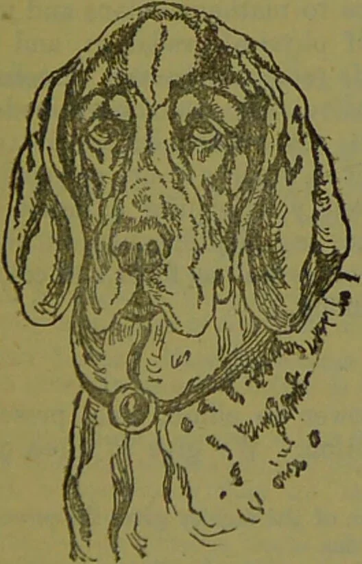 An illustration from New self-instructor guide to health and illustrated chart of phrenological and physiological development, with delineation of the character of M... / given by Albert J. Wildy., 1890, leaf 61