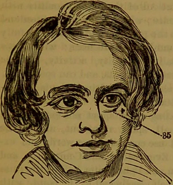 An illustration from Fowler's New illustrated self-instructor in phrenology and physiology : with over one hundred engravings, together with the chart and character of ... as marked by ... / by Lorenzo N. Fowler., 1891, leaf 165