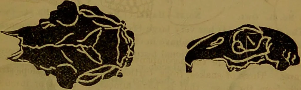 An illustration from Fowler's New illustrated self-instructor in phrenology and physiology : with over one hundred engravings, together with the chart and character of ... as marked by ... / by Lorenzo N. Fowler., 1891, leaf 71