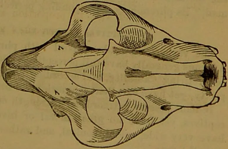 An illustration from Fowler's New illustrated self-instructor in phrenology and physiology : with over one hundred engravings, together with the chart and character of ... as marked by ... / by Lorenzo N. Fowler., 1891, leaf 71