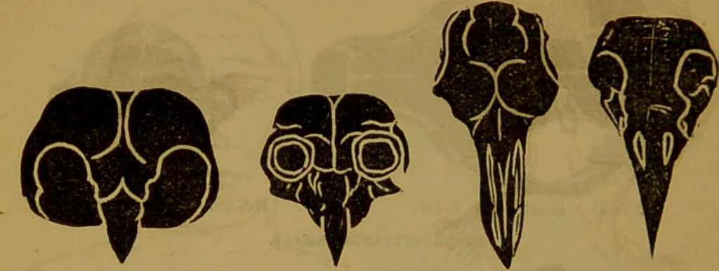 An illustration from Fowler's New illustrated self-instructor in phrenology and physiology : with over one hundred engravings, together with the chart and character of ... as marked by ... / by Lorenzo N. Fowler., 1891, leaf 72