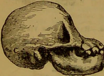 An illustration from Fowler's New illustrated self-instructor in phrenology and physiology : with over one hundred engravings, together with the chart and character of ... as marked by ... / by Lorenzo N. Fowler., 1891, leaf 72