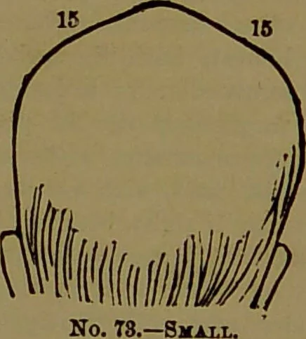 An illustration from Fowler's New illustrated self-instructor in phrenology and physiology : with over one hundred engravings, together with the chart and character of ... as marked by ... / by Lorenzo N. Fowler., 1893, leaf 125