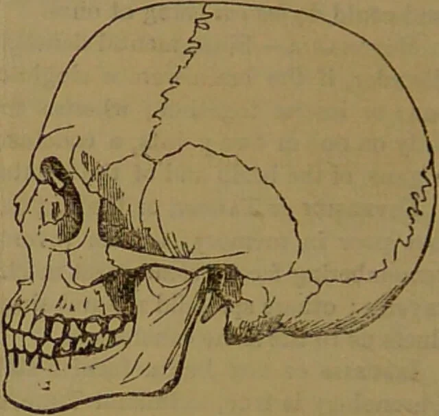 An illustration from Fowler's New illustrated self-instructor in phrenology and physiology : with over one hundred engravings, together with the chart and character of ... as marked by ... / by Lorenzo N. Fowler., 1893, leaf 70
