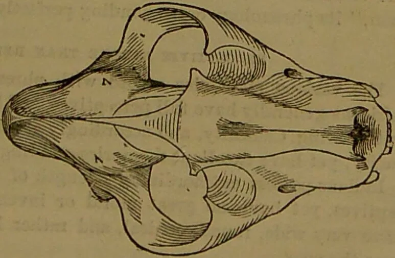 An illustration from Fowler's New illustrated self-instructor in phrenology and physiology : with over one hundred engravings, together with the chart and character of ... as marked by ... / by Lorenzo N. Fowler., 1893, leaf 71