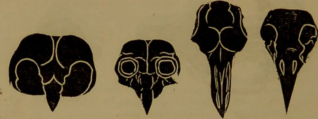 An illustration from Fowler's New illustrated self-instructor in phrenology and physiology : with over one hundred engravings, together with the chart and character of ... as marked by ... / by Lorenzo N. Fowler., 1893, leaf 72