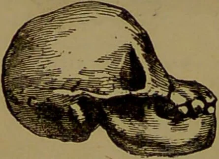 An illustration from Fowler's New illustrated self-instructor in phrenology and physiology : with over one hundred engravings, together with the chart and character of ... as marked by ... / by Lorenzo N. Fowler., 1893, leaf 72