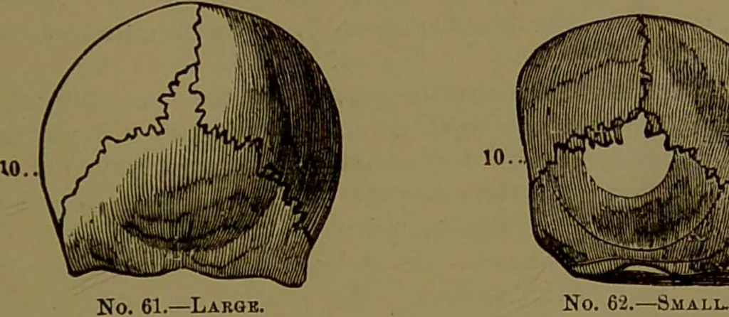 An illustration from Fowler's New illustrated self-instructor in phrenology and physiology : with over one hundred engravings, together with the chart and character of ... as marked by ... / by Lorenzo N. Fowler., 1895, leaf 111