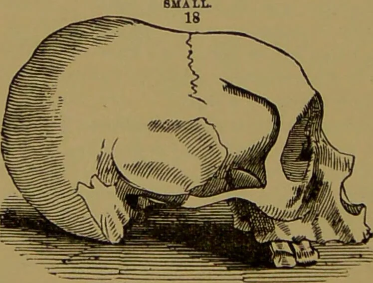 An illustration from Fowler's New illustrated self-instructor in phrenology and physiology : with over one hundred engravings, together with the chart and character of ... as marked by ... / by Lorenzo N. Fowler., 1895, leaf 132