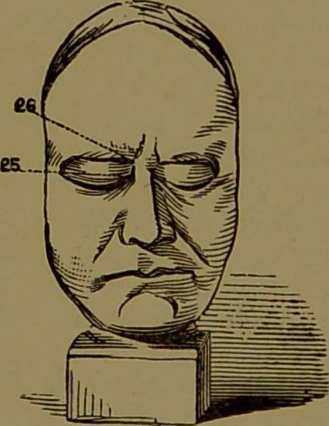 An illustration from Fowler's New illustrated self-instructor in phrenology and physiology : with over one hundred engravings, together with the chart and character of ... as marked by ... / by Lorenzo N. Fowler., 1895, leaf 151