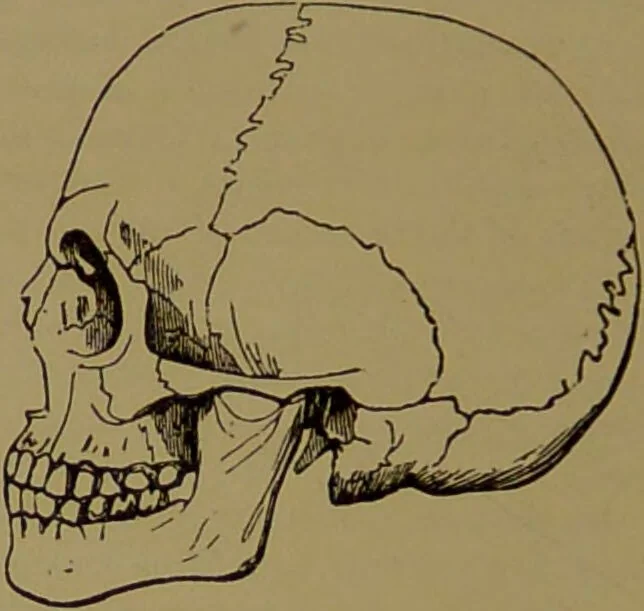 An illustration from Fowler's New illustrated self-instructor in phrenology and physiology : with over one hundred engravings, together with the chart and character of ... as marked by ... / by Lorenzo N. Fowler., 1895, leaf 70