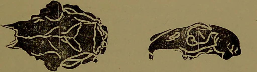An illustration from Fowler's New illustrated self-instructor in phrenology and physiology : with over one hundred engravings, together with the chart and character of ... as marked by ... / by Lorenzo N. Fowler., 1895, leaf 71