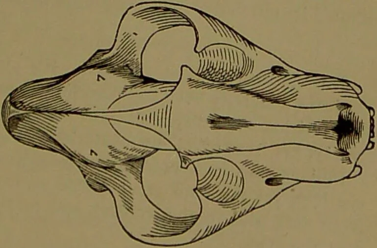 An illustration from Fowler's New illustrated self-instructor in phrenology and physiology : with over one hundred engravings, together with the chart and character of ... as marked by ... / by Lorenzo N. Fowler., 1895, leaf 71