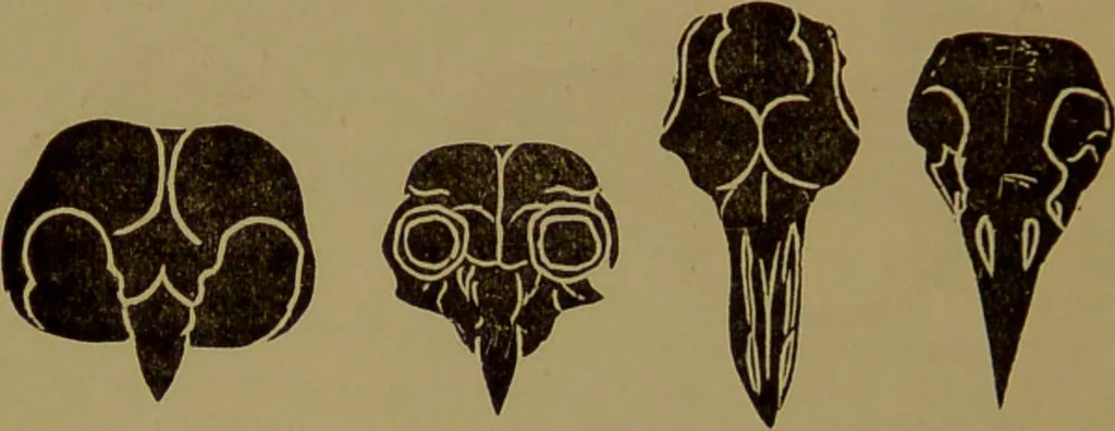 An illustration from Fowler's New illustrated self-instructor in phrenology and physiology : with over one hundred engravings, together with the chart and character of ... as marked by ... / by Lorenzo N. Fowler., 1895, leaf 72
