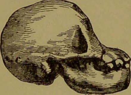 An illustration from Fowler's New illustrated self-instructor in phrenology and physiology : with over one hundred engravings, together with the chart and character of ... as marked by ... / by Lorenzo N. Fowler., 1895, leaf 72