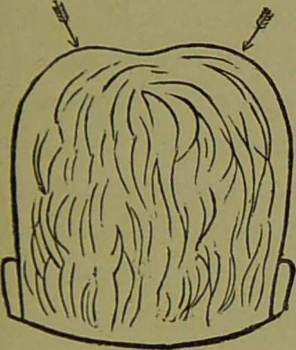 An illustration from A new illustrated hand-book of phrenology, physiology and physiognomy / by R.B.D. Wells., 1870, leaf 217