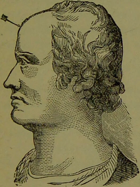 An illustration from A new illustrated hand-book of phrenology, physiology and physiognomy / by R.B.D. Wells., 1870, leaf 293