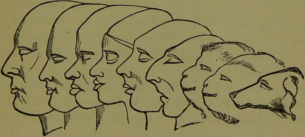 An illustration from A new illustrated hand-book of phrenology, physiology and physiognomy / by R.B.D. Wells., 1870, leaf 311