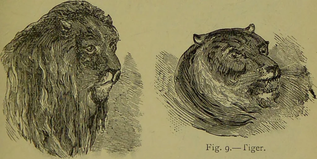 An illustration from A new illustrated hand-book of phrenology, physiology and physiognomy / by R.B.D. Wells., 1870, leaf 45