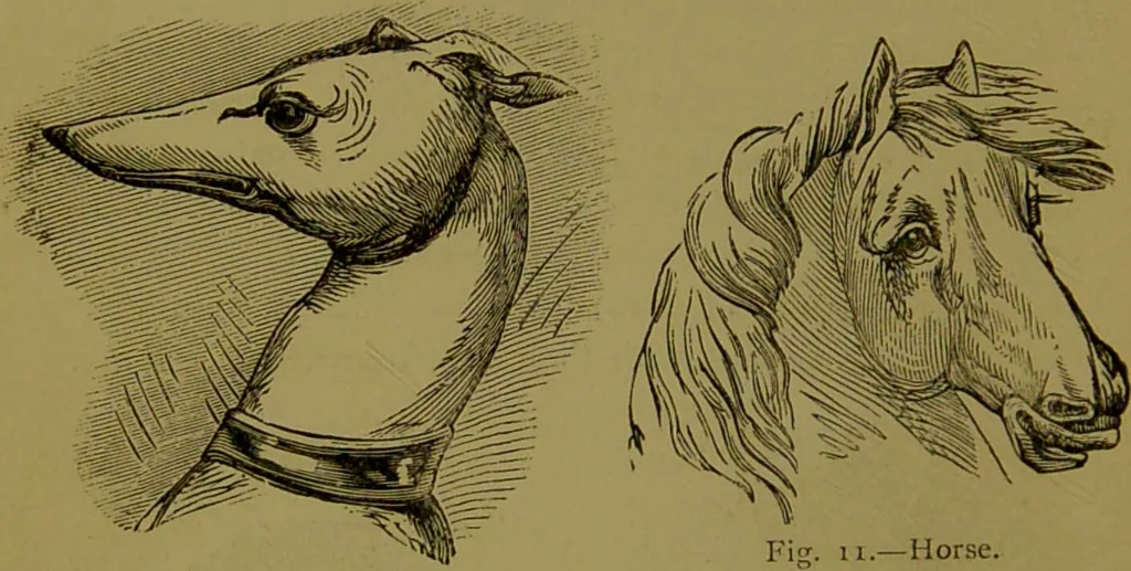 An illustration from A new illustrated hand-book of phrenology, physiology and physiognomy / by R.B.D. Wells., 1870, leaf 46