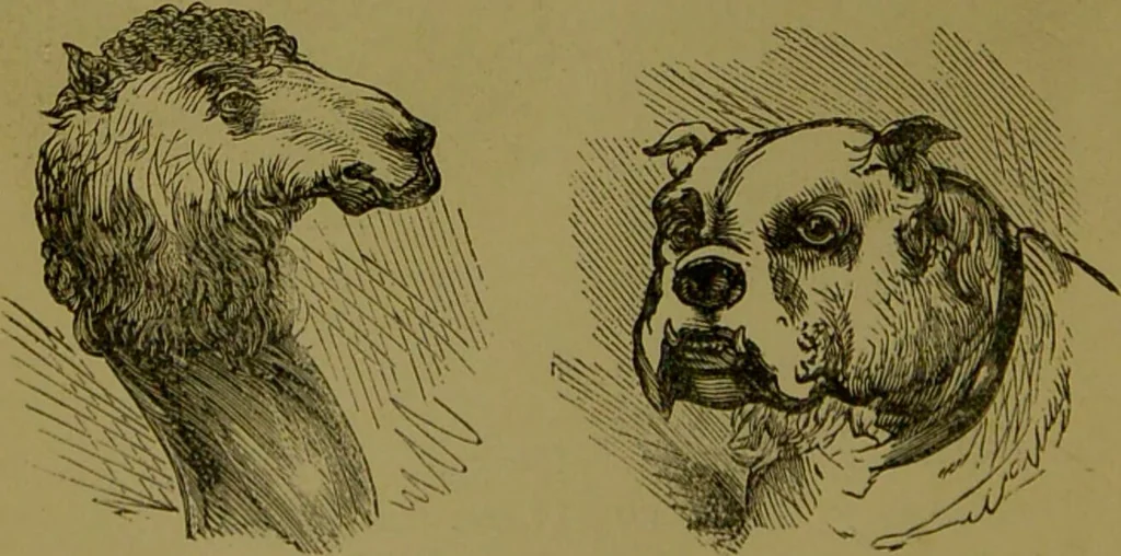 An illustration from A new illustrated hand-book of phrenology, physiology and physiognomy / by R.B.D. Wells., 1870, leaf 46