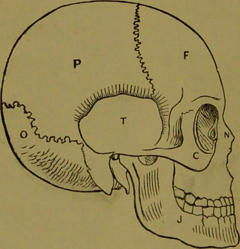 An illustration from A new illustrated hand-book of phrenology, physiology and physiognomy / by R.B.D. Wells., 1870, leaf 48