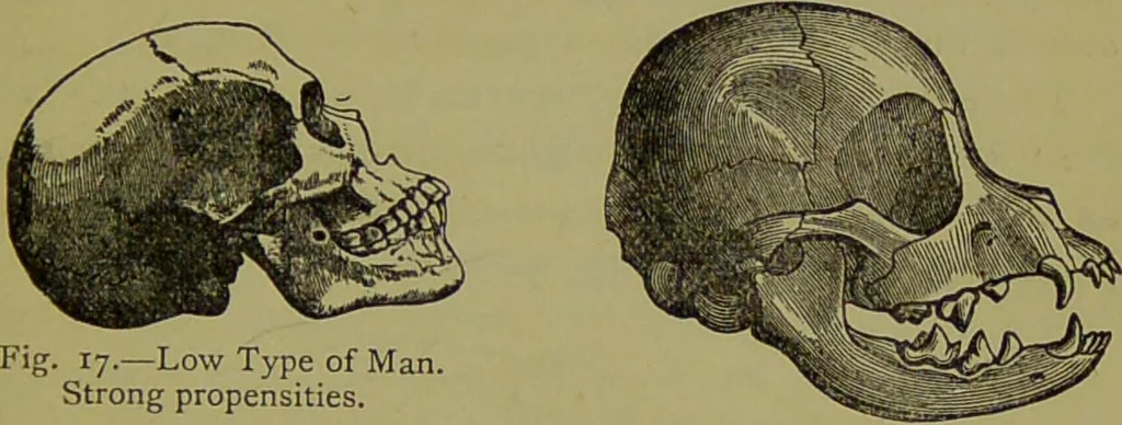 An illustration from A new illustrated hand-book of phrenology, physiology and physiognomy / by R.B.D. Wells., 1870, leaf 49