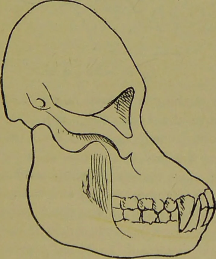 An illustration from A new illustrated hand-book of phrenology, physiology and physiognomy / by R.B.D. Wells., 1870, leaf 49
