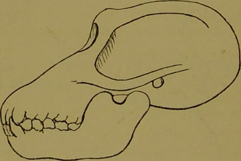 An illustration from A new illustrated hand-book of phrenology, physiology and physiognomy / by R.B.D. Wells., 1870, leaf 50