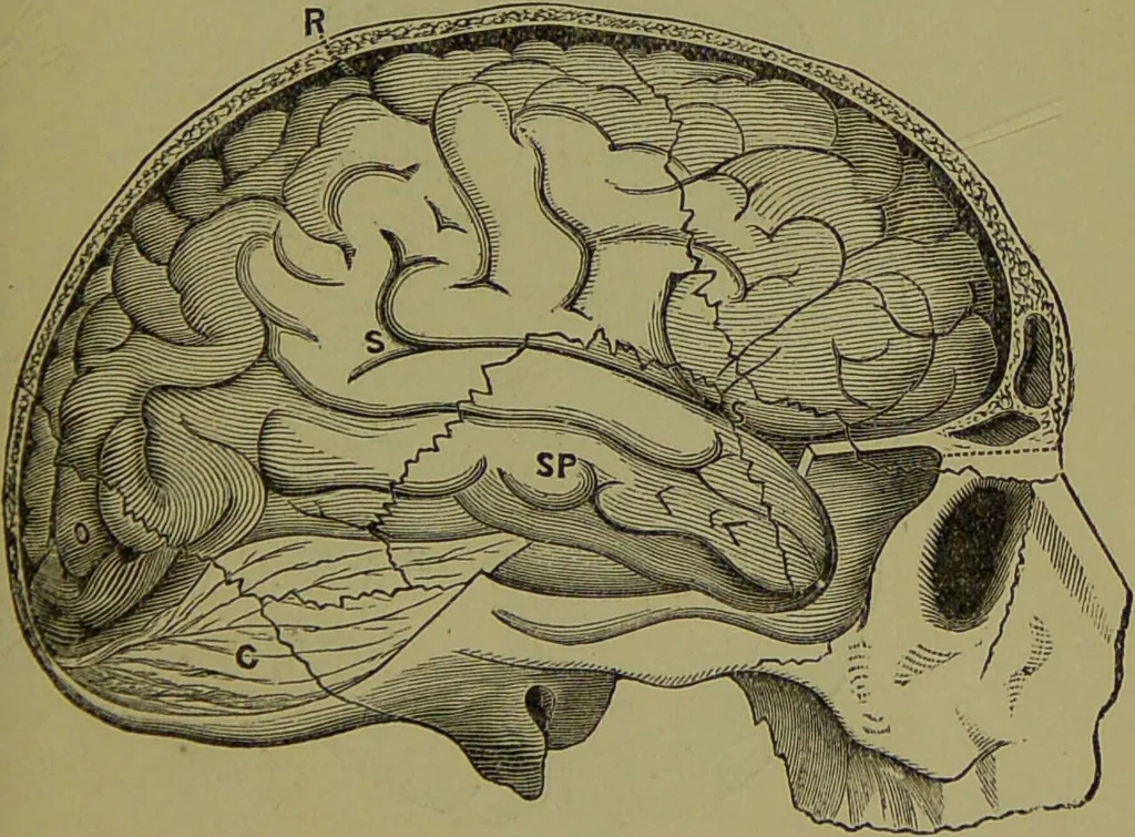 An illustration from A new illustrated hand-book of phrenology, physiology and physiognomy / by R.B.D. Wells., 1870, leaf 61