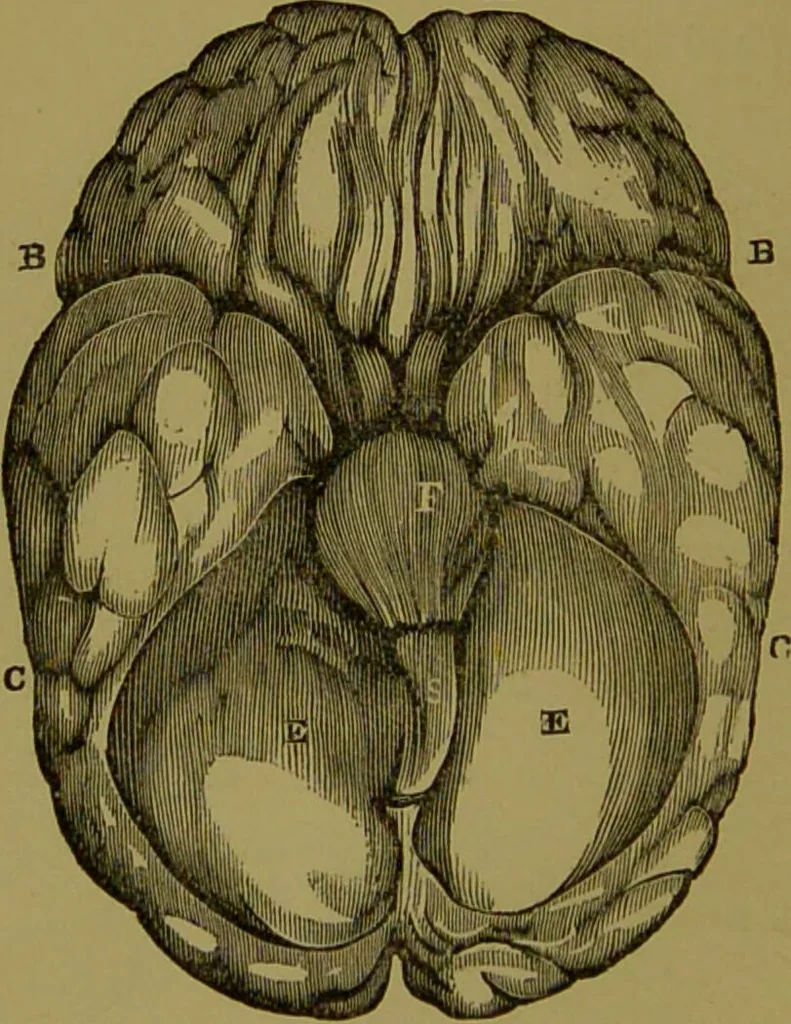 An illustration from A new illustrated hand-book of phrenology, physiology and physiognomy / by R.B.D. Wells., 1870, leaf 62