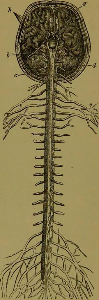 An illustration from A new illustrated hand-book of phrenology, physiology and physiognomy / by R.B.D. Wells., 1870, leaf 64