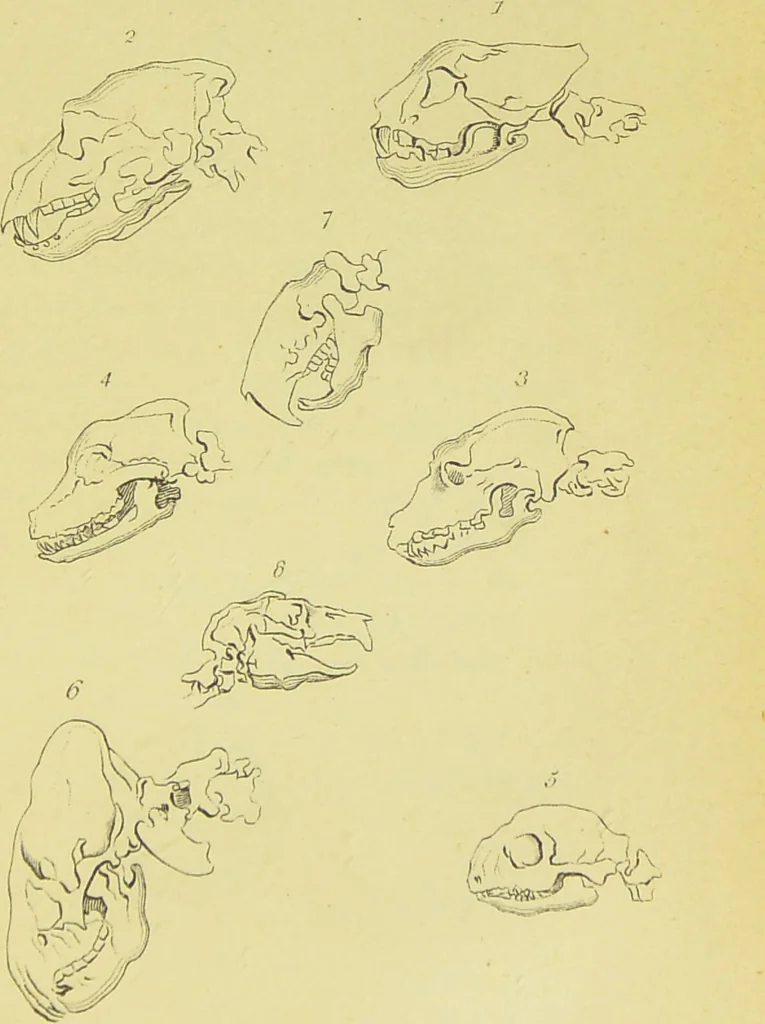 An illustration from Essays on physiognomy / translated from the German of John Caspar Lavater, by Thomas Holcroft. Also one hundred physiognomical rules, taken from a posthumous work of J. C. Lavater ; and a memoir of the author., 1880, leaf 403