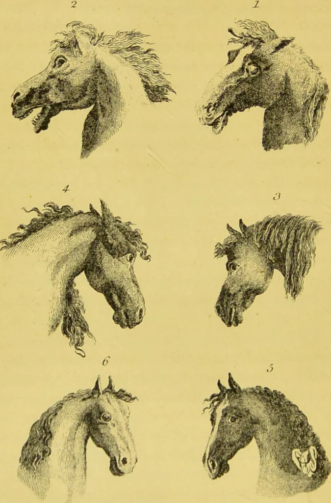 An illustration from Essays on physiognomy / translated from the German of John Caspar Lavater, by Thomas Holcroft. Also one hundred physiognomical rules, taken from a posthumous work of J. C. Lavater ; and a memoir of the author., 1880, leaf 422