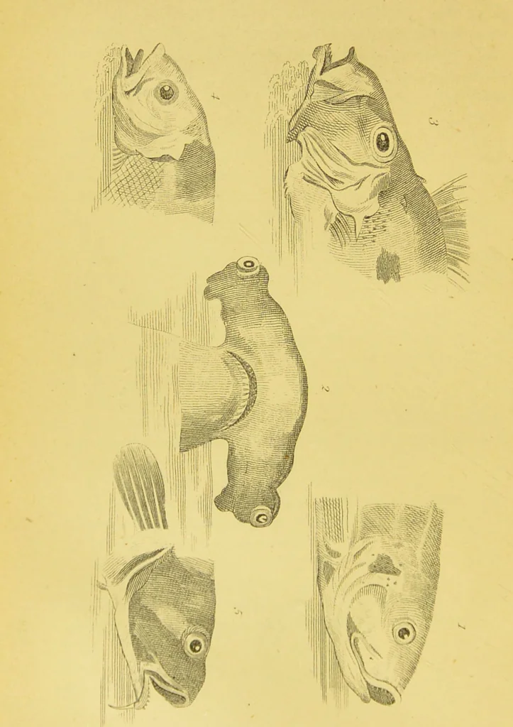 An illustration from Essays on physiognomy / translated from the German of John Caspar Lavater, by Thomas Holcroft. Also one hundred physiognomical rules, taken from a posthumous work of J. C. Lavater ; and a memoir of the author., 1880, leaf 430