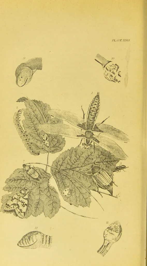 An illustration from Essays on physiognomy / translated from the German of John Caspar Lavater, by Thomas Holcroft. Also one hundred physiognomical rules, taken from a posthumous work of J. C. Lavater ; and a memoir of the author., 1880, leaf 432