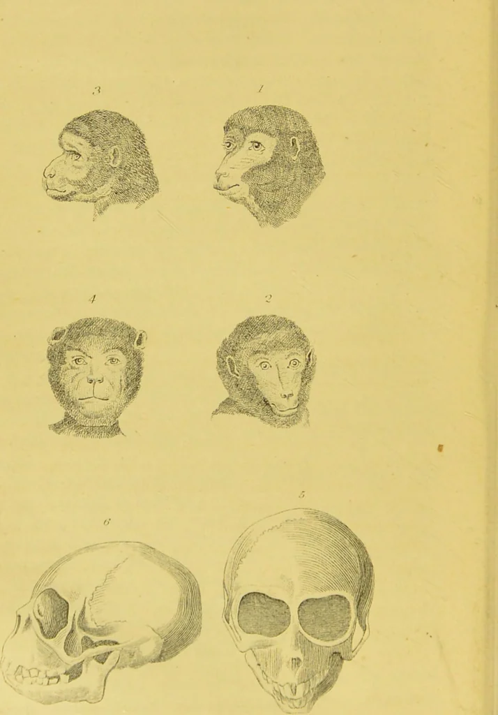 An illustration from Essays on physiognomy / translated from the German of John Caspar Lavater, by Thomas Holcroft. Also one hundred physiognomical rules, taken from a posthumous work of J. C. Lavater ; and a memoir of the author., 1880, leaf 438