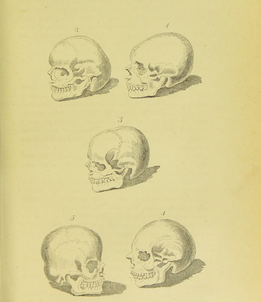 An illustration from Essays on physiognomy / translated from the German of John Caspar Lavater, by Thomas Holcroft. Also one hundred physiognomical rules, taken from a posthumous work of J. C. Lavater ; and a memoir of the author., 1880, leaf 459