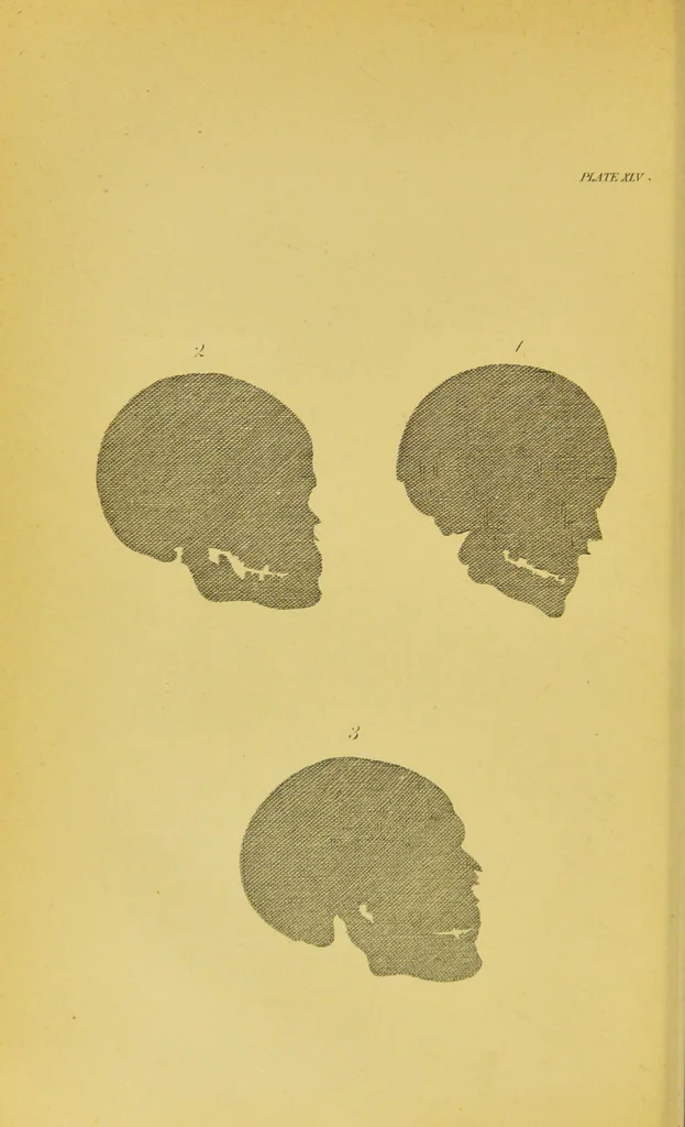 An illustration from Essays on physiognomy / translated from the German of John Caspar Lavater, by Thomas Holcroft. Also one hundred physiognomical rules, taken from a posthumous work of J. C. Lavater ; and a memoir of the author., 1880, leaf 468