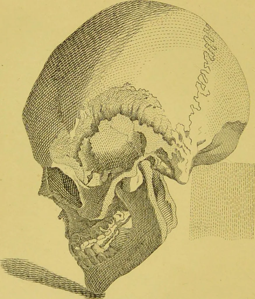 An illustration from Essays on physiognomy / translated from the German of John Caspar Lavater, by Thomas Holcroft. Also one hundred physiognomical rules, taken from a posthumous work of J. C. Lavater ; and a memoir of the author., 1880, leaf 470
