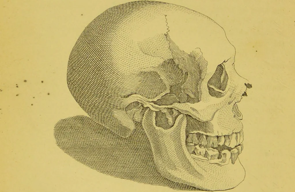 An illustration from Essays on physiognomy / translated from the German of John Caspar Lavater, by Thomas Holcroft. Also one hundred physiognomical rules, taken from a posthumous work of J. C. Lavater ; and a memoir of the author., 1880, leaf 472