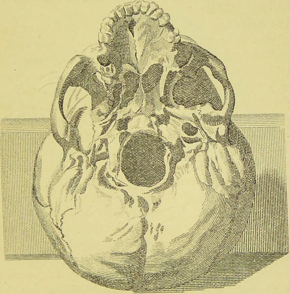 An illustration from Essays on physiognomy / translated from the German of John Caspar Lavater, by Thomas Holcroft. Also one hundred physiognomical rules, taken from a posthumous work of J. C. Lavater ; and a memoir of the author., 1880, leaf 475