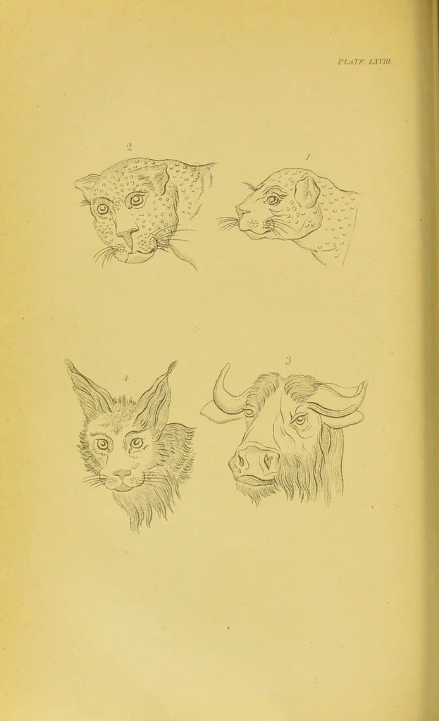 An illustration from Essays on physiognomy / translated from the German of John Caspar Lavater, by Thomas Holcroft. Also one hundred physiognomical rules, taken from a posthumous work of J. C. Lavater ; and a memoir of the author., 1880, leaf 716