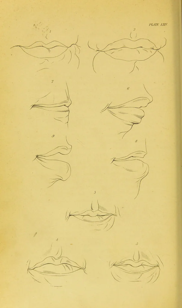 An illustration from Essays on physiognomy / translated from the German of John Caspar Lavater, by Thomas Holcroft. Also one hundred physiognomical rules, taken from a posthumous work of J. C. Lavater ; and a memoir of the author., 1880, leaf 740
